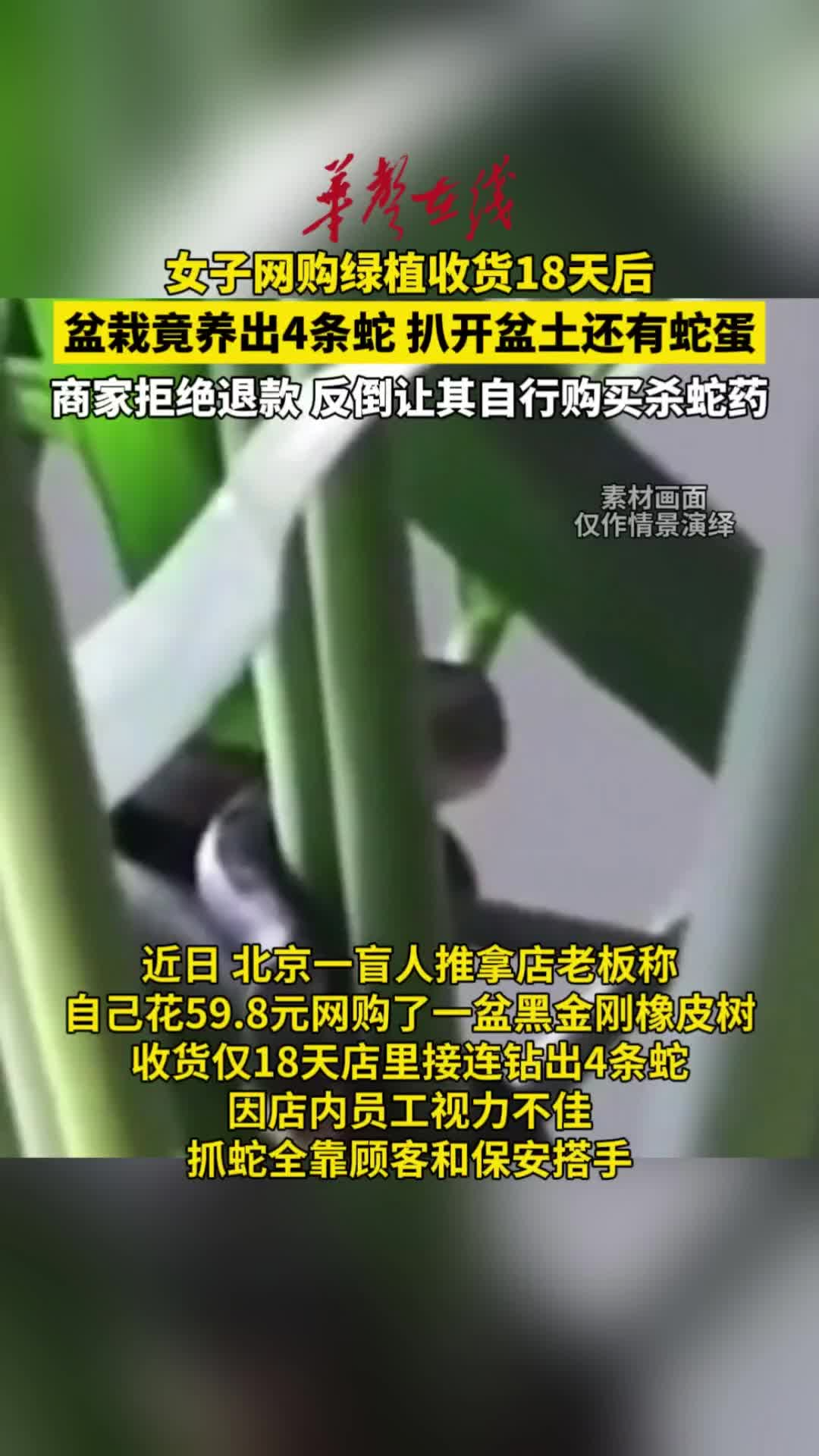 女子网购绿植收货18天后钻出4条蛇 商家拒不退款