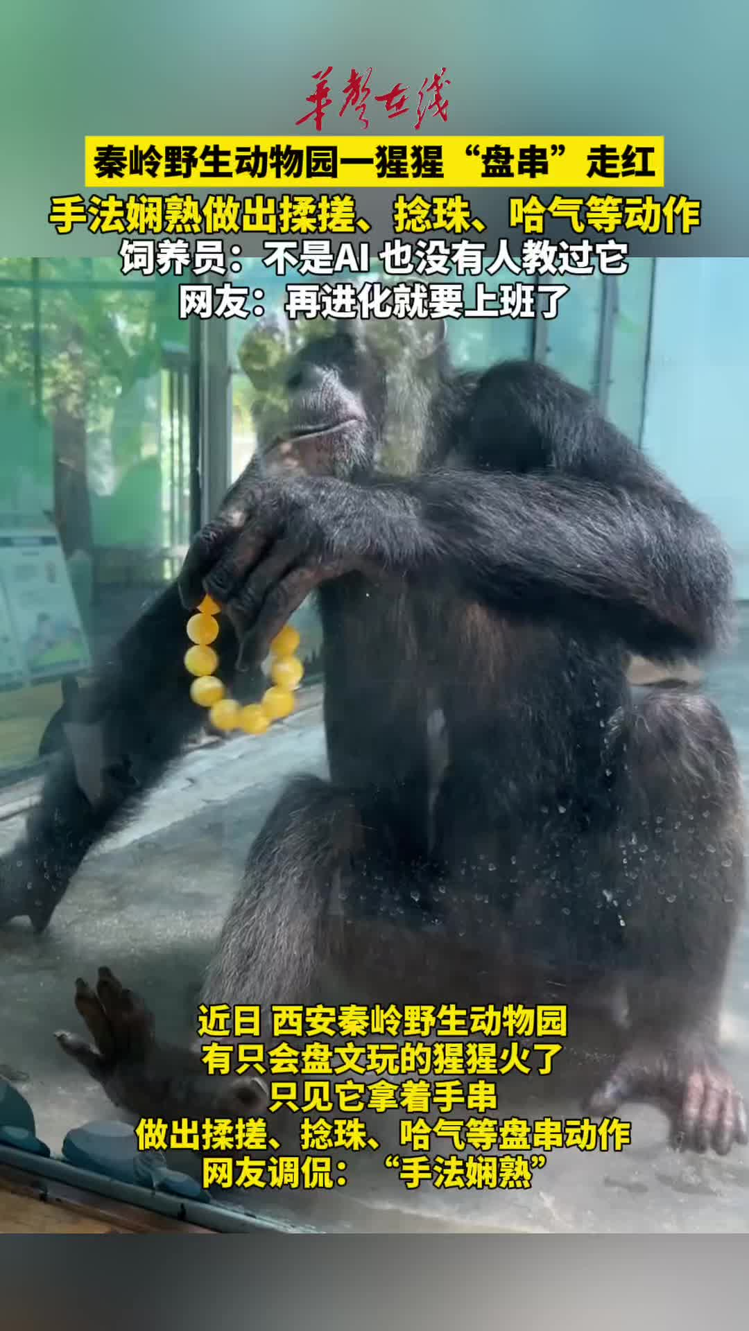 秦岭野生动物园一猩猩盘串走红