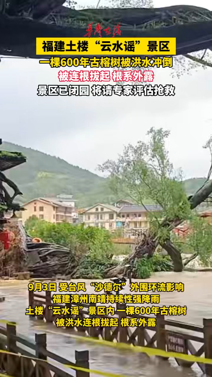 福建一景区600年古榕树被洪水冲倒