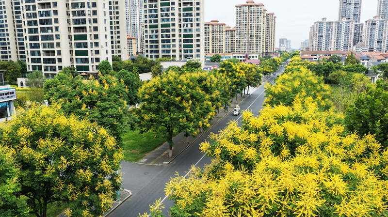 栾树花开满城秋