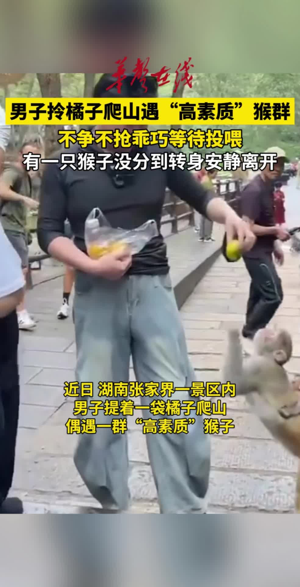 男子爬山遇高素质猴群乖巧等投喂