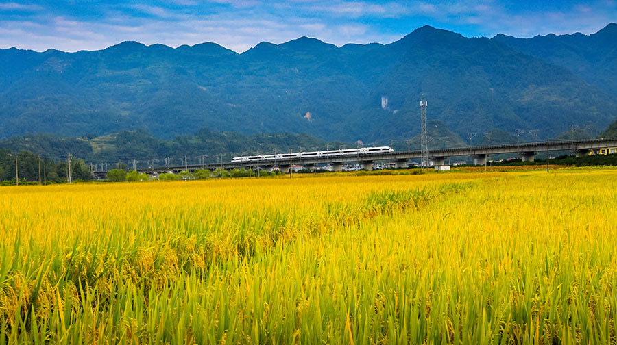 稻黄染乡野 高铁赴丰收
