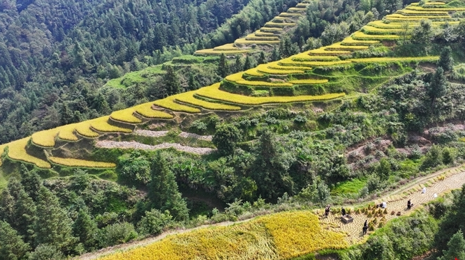 瑶乡梯田迎丰收
