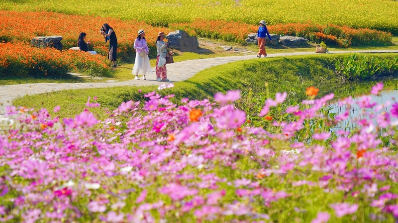 赴一场限定秋日花海浪漫