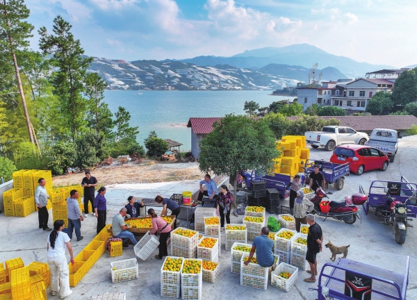 湖南日报·视觉丨东江湖蜜橘上市