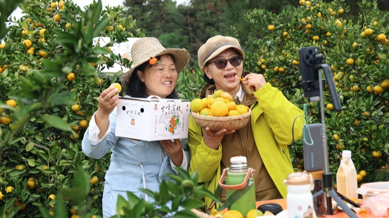 雪峰蜜桔热销网络